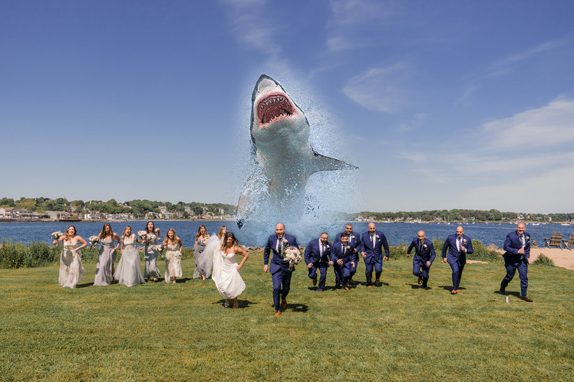 Wedding shark 